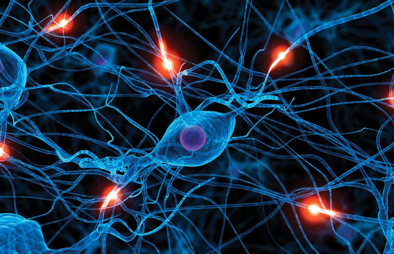 نوروپلاستیسیته شکل چهارم